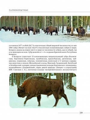 Шакун В.В. и др. "Млекопитающие Беларуси"